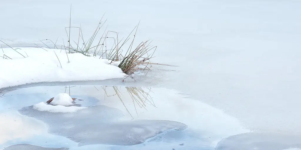 Close view of a lake shore where a thin sheet of ice has formed over shallow water, with dry grass poking through the snow.